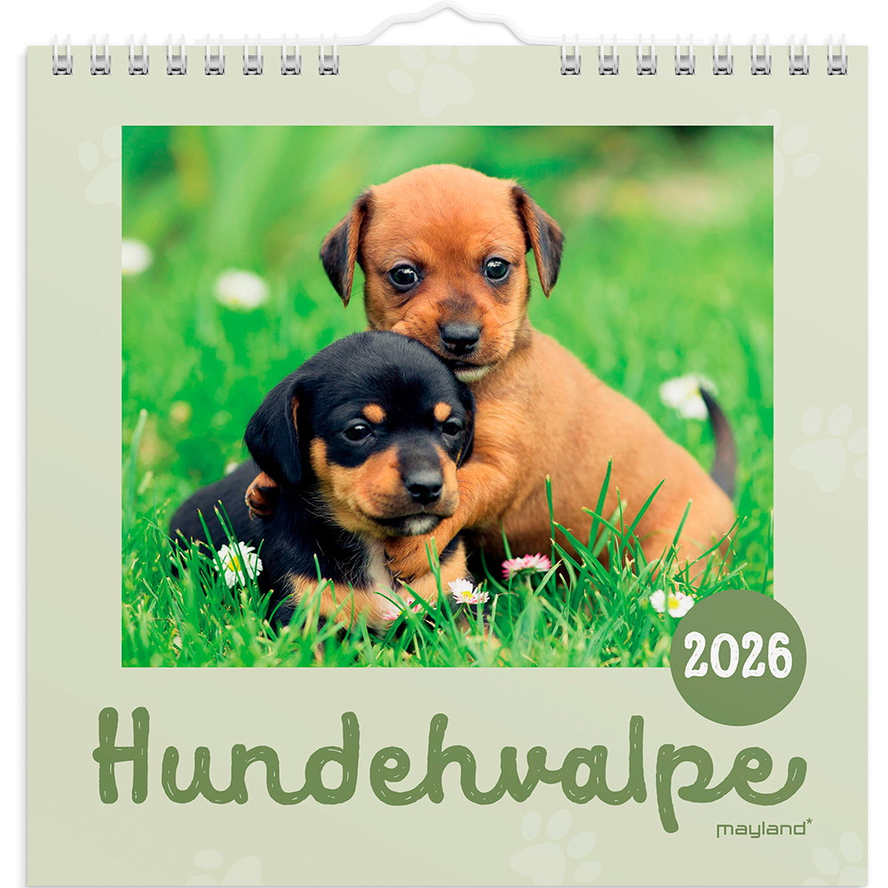 Mayland 2026 26066410 hundehvalpe vægkalender 16x16,4 cm